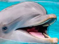 На Львовщине ГСЧС выручила замерзающих дельфинов