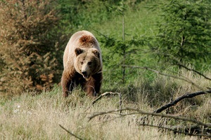 Английских фанатов предупредили о нападениях медведей во время ЧМ в России