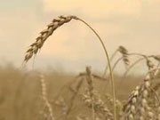 Украина с начала года экспортировала наиболее 20 млн тонн зерновых / Новинки / Finance.ua