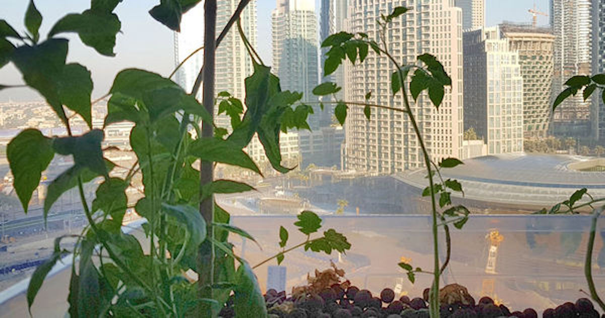 В Дубае возникла 1-ая вертикальная ферма