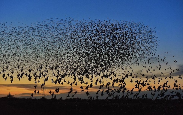 В Херсонской области погибли тысячи диких птиц
