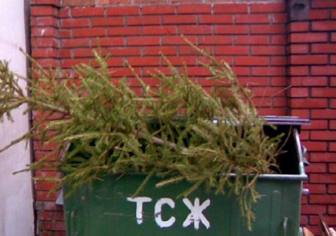 В Симферополе отыскали применение выброшенным новогодним елкам