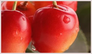 Черевишня, вишнеслива и церападус – неповторимые вкусовые гибриды вишни 