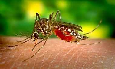 Ученые узнали, почему неких жителей нашей планеты комары кусают почаще других