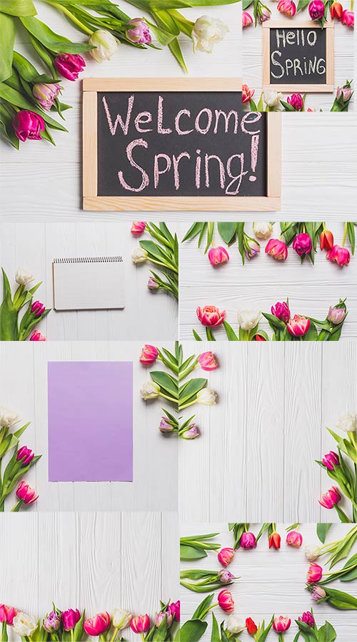     / Spring backgrounds with tulips