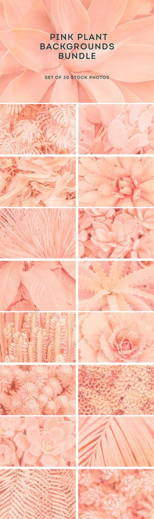 Pink backgrounds bundle 2229883