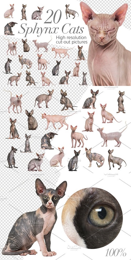 20 Sphynx Cats - Cut-out Pictures 2297171