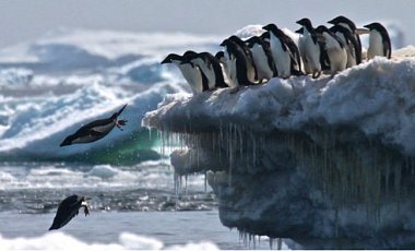 Из космоса найдена ранее безызвестная великая колония пингвинов