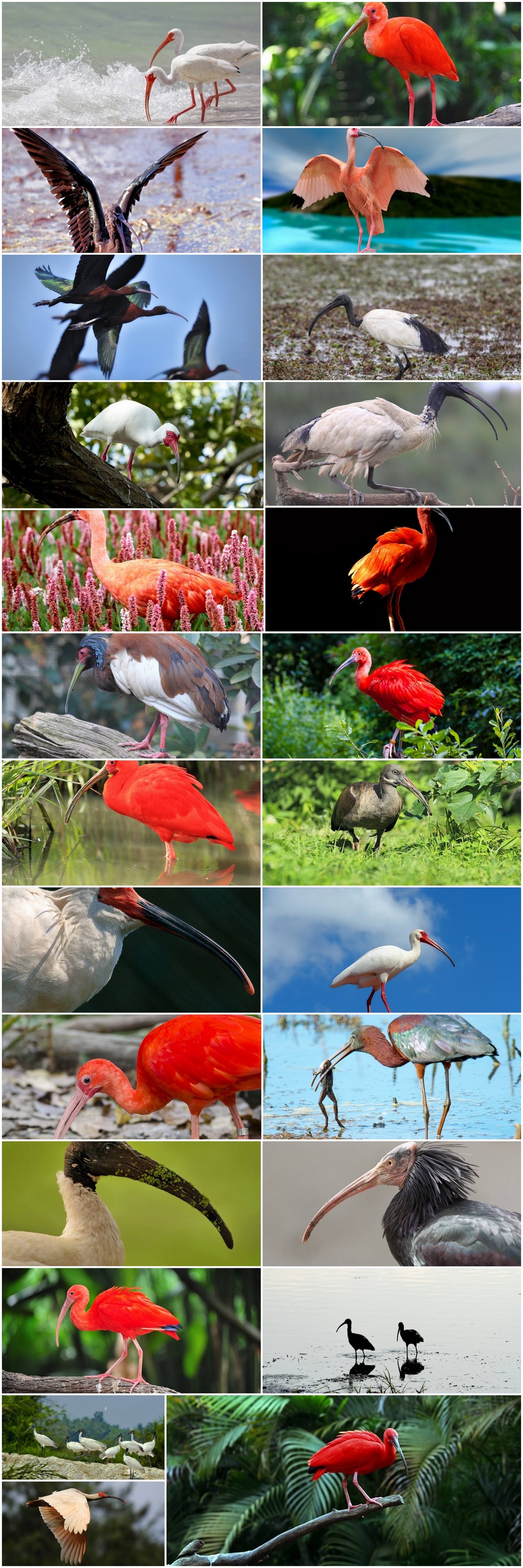 Ibis bird feather pink red nature landscape animal swamp forest pond 25 HQ Jpeg