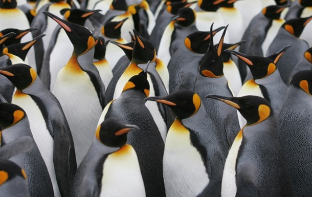 Крупнейшая в мире колония пингвинов сократилась в 10 раз