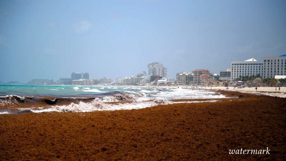 В Мексике отыскали решение трудности водорослей на пляжах