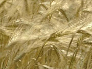 Мировое создание зерна в этом году уменьшится на 2,4% из-за засухи - OОН / Новинки / Finance.ua