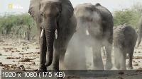 Слон: Король Калахари (2016) HDTV